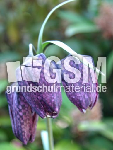 Schachblume-2.jpg
